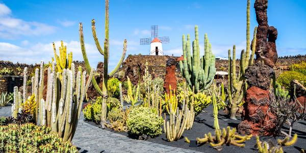 I Jardin de Cactus di Lanzarote