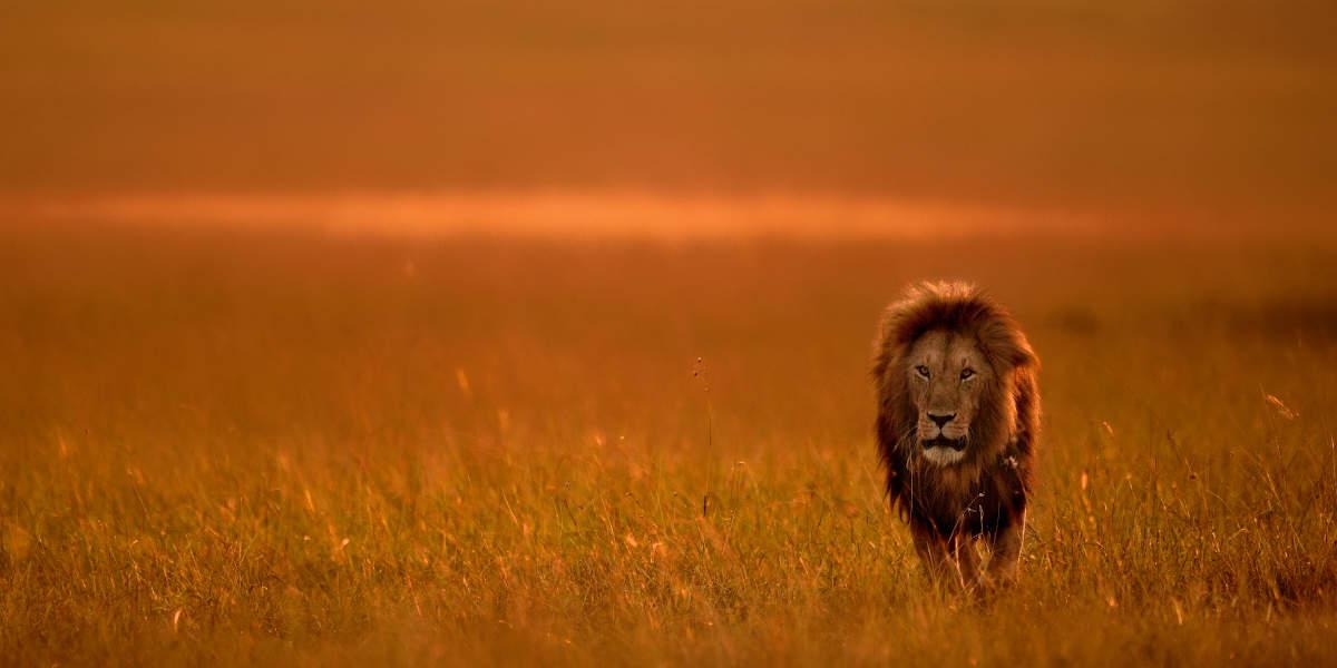 Riserva Masai Mara