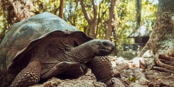 Scoprire Prison Island