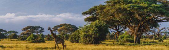 safari