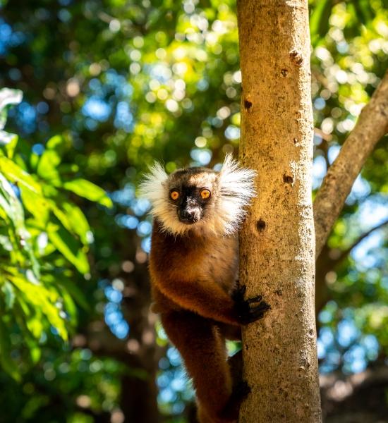 Visitare Nosy Komba