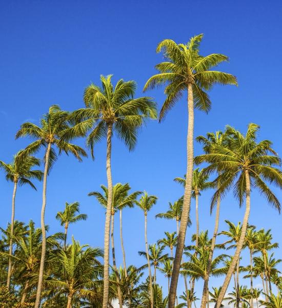 Natura Costa Bavaro