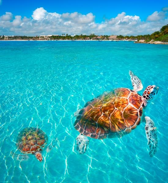 Visitare Akumal