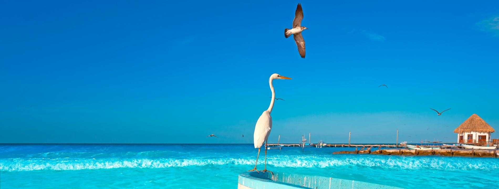 Pacchetti vacanze Holbox