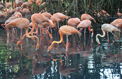 fenicotteri rosa al Parco aviario nacional de Colombia