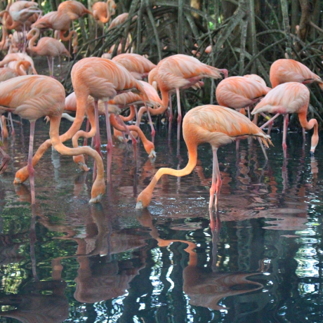 fenicotteri rosa al Parco aviario nacional de Colombia