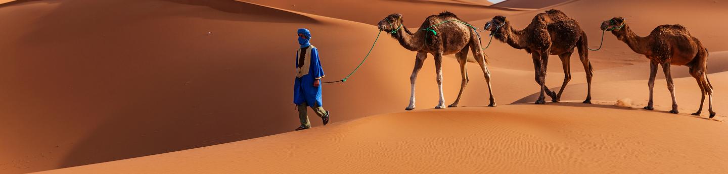 beduino con cammelli nel deserto del Sahara, Marocco