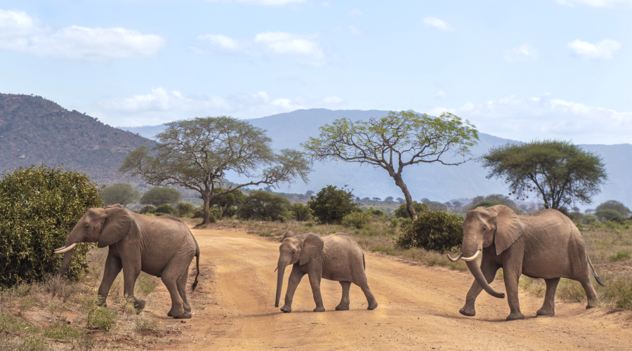 Taita Hills e Tsavo Est