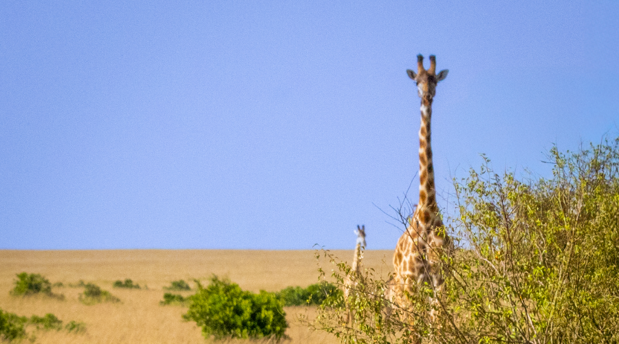Tsavo Touch