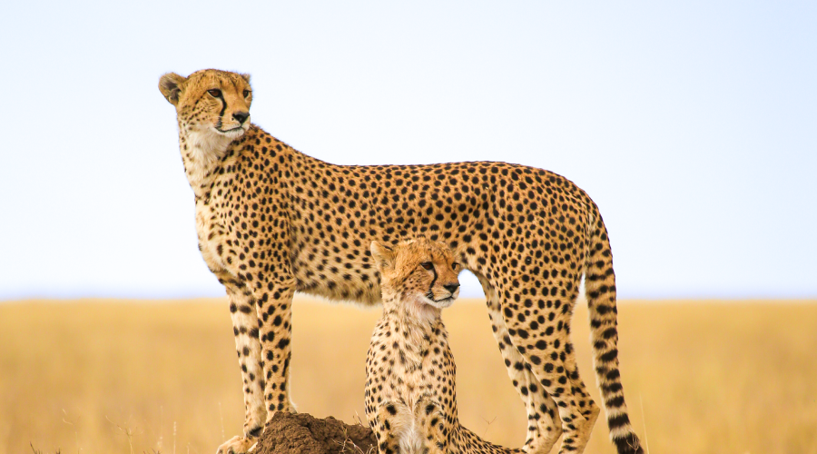 Tsavo Touch