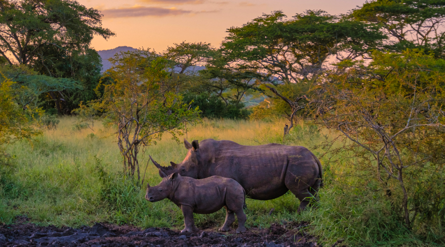 Big Five Experience