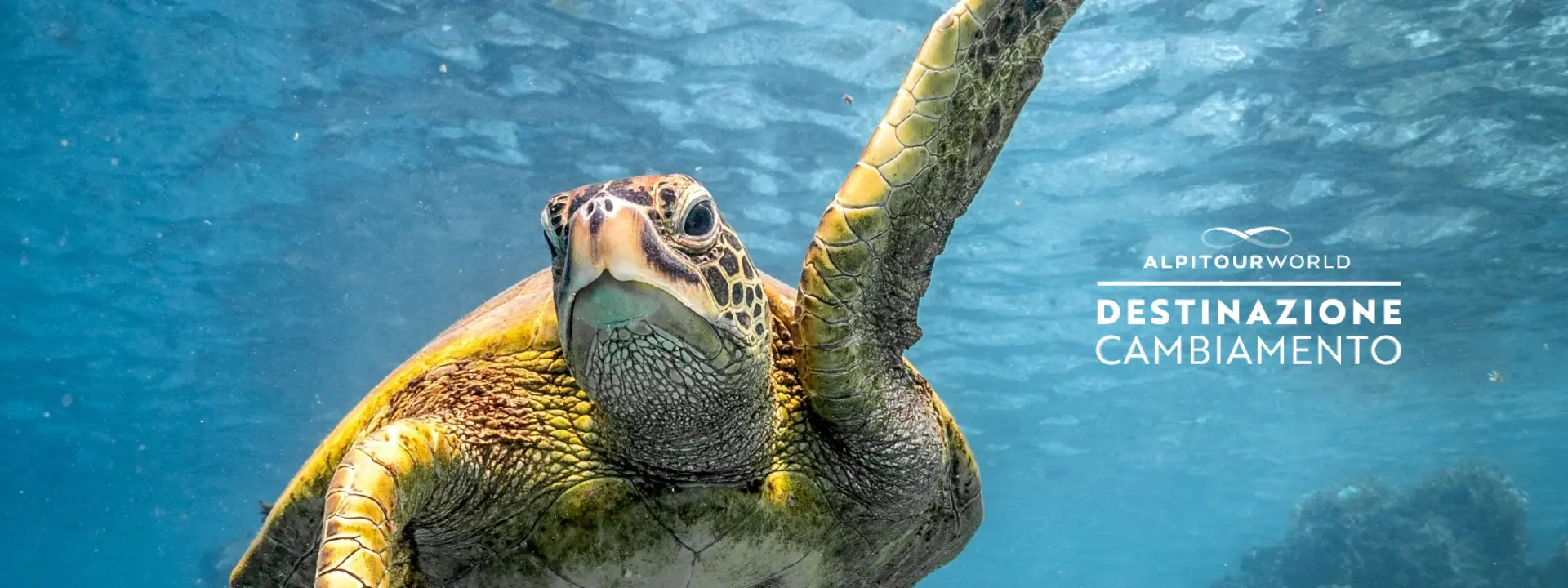 tartaruga nel mare con logo destinazione cambiamento 