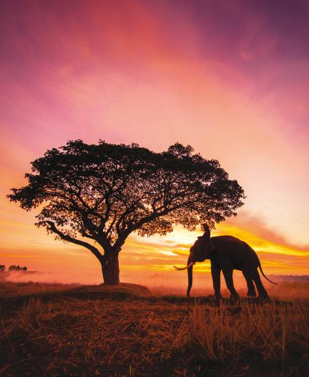 Elefante al tramonto con dietro un grande albero