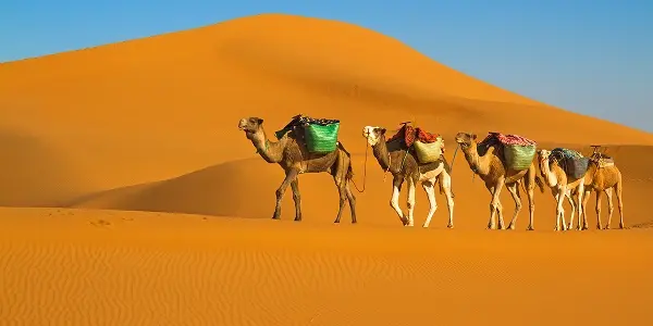 Cosa vedere in Tunisia? Sahara, avventura tra le dune