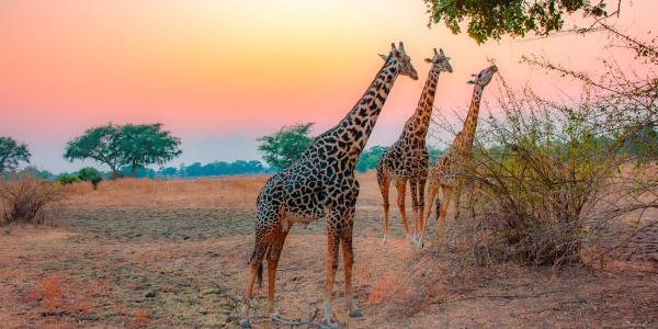 La natura incontaminata del Kenya