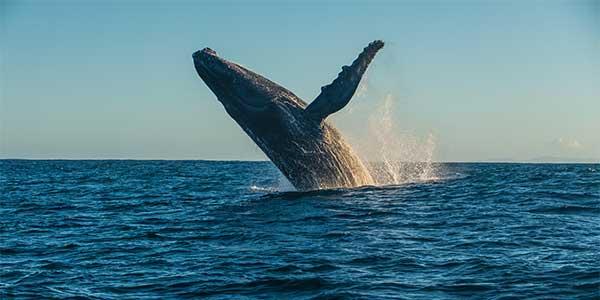 Consigli utili per il Madagascar