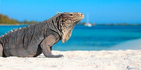 Escursioni a Cayo Largo