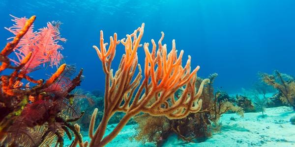 Immersioni a Cayo Largo