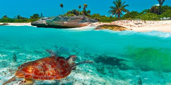 Playa Tortuga e le tartarughe