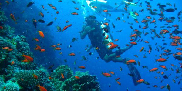 Il Mar Rosso e l’isola del Faraone  
