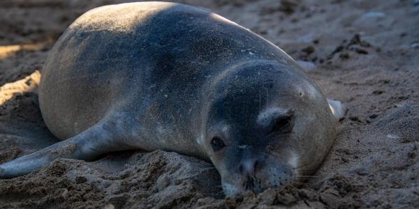 MO-M (MOnk seal Museum) 