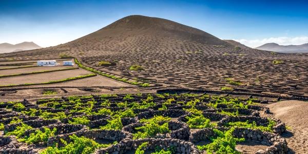 I vitigni delle Canarie – Tenerife e Lanzarote  
