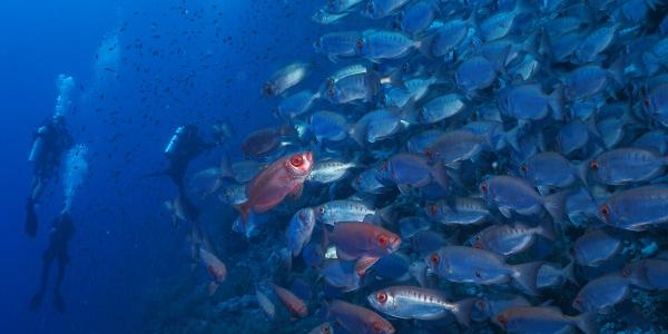 La barriera corallina di Ras Mohammed