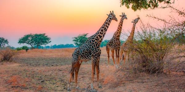 Safari in Africa: il Kenya 