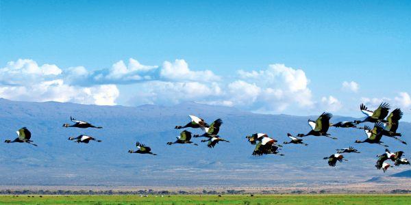 Amboseli National Park: la fauna  