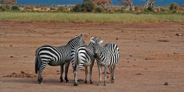 Amboseli: storia e curiosità