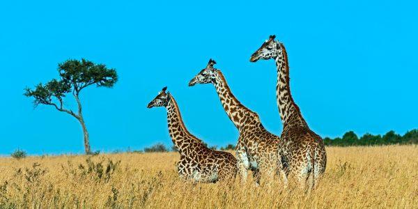 Kenya e safari: Masai Mara e la sua fauna  