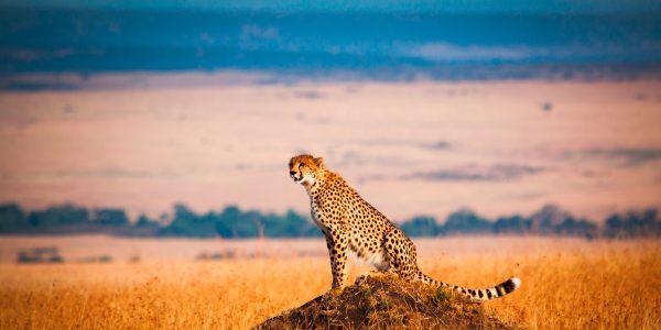 La storia del Masai Mara in Kenya 