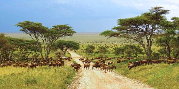 Attrazioni da non perdere e tour safari in Kenya
