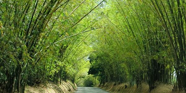 Il Black River e la Bamboo Avenue