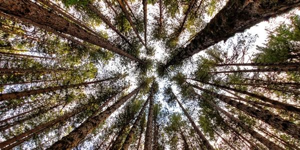 I giganti della Sila