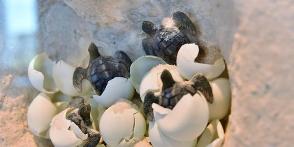 La schiusa delle uova di tartarughe in Sicilia
