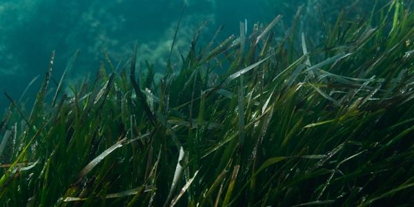 Le praterie di Posidonia