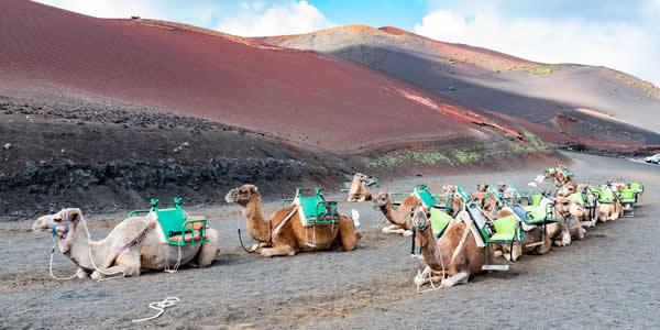  I cammelli di Timanfaya e la Caldera Blanca