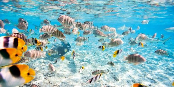 Parco Nazionale Sottomarino La Caleta 