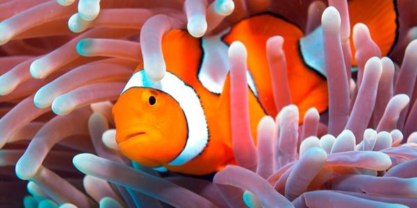 Isola di Santa Catalina 