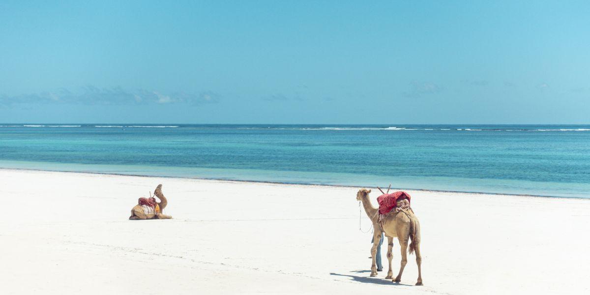 Kenya: dove andare in inverno al caldo per safari e mare 
