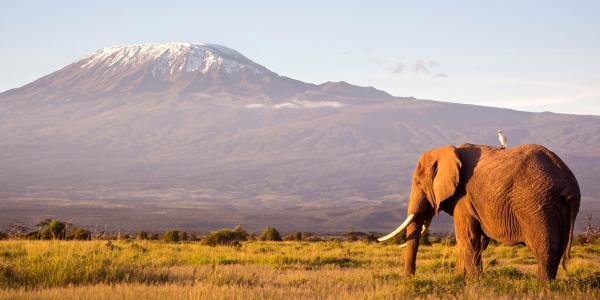 Dove andare in Kenya? Amboseli e Masai Mara