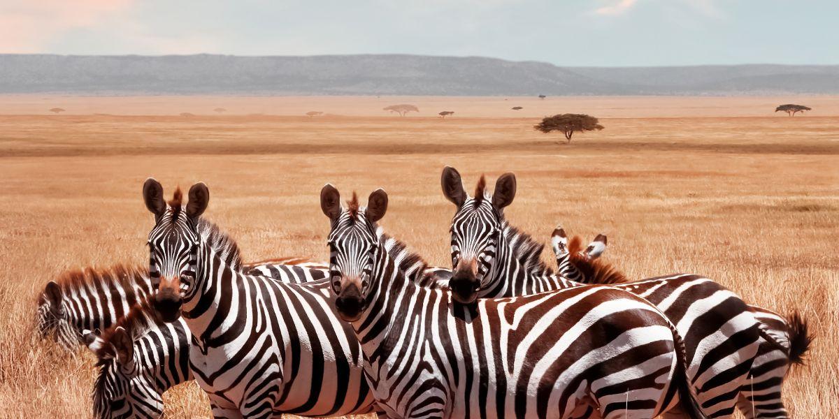 Tempistiche e validità del visto Kenya