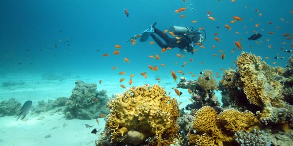 Cosa fare a Sharm el-Sheikh: snorkeling e immersioni