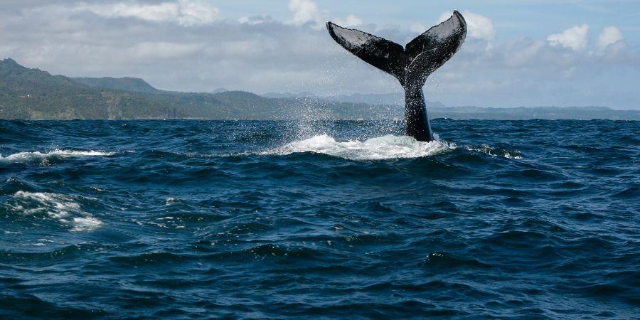 Cosa fare in Repubblica Dominicana  