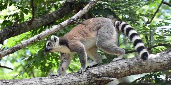 Dove andare in Madagascar? Scopri Nosy Komba