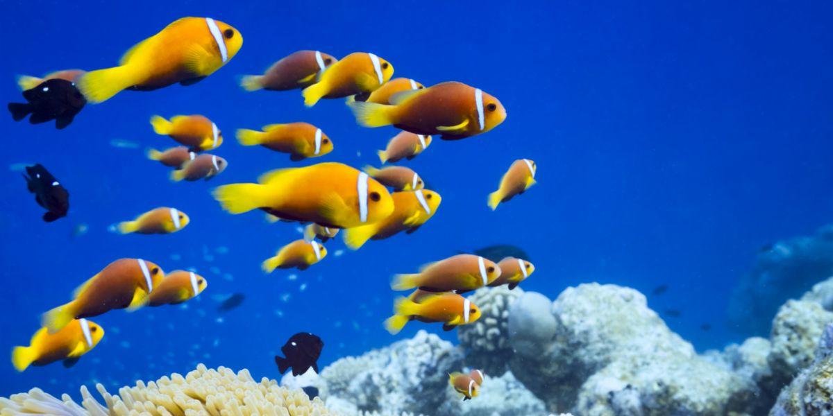 Perché le Maldive sono ideali per famiglie con bambini