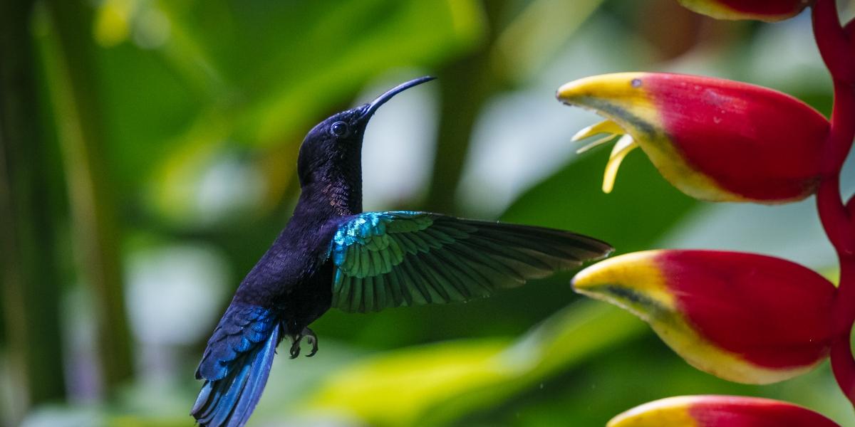 Quando andare ai Caraibi e documenti necessari