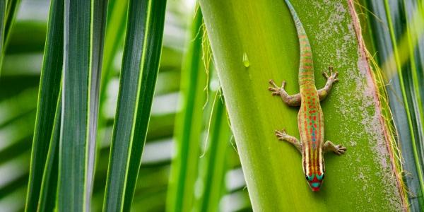 Fauna di Mauritius e animali pericolosi