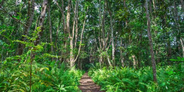 Jozani Forest: un’avventura nella natura